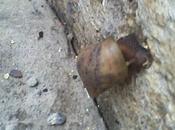Caracol africano aparece sector cantarrana tocuyo