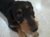 Jovencito chip pero enseñado