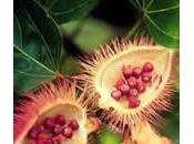 Achiote