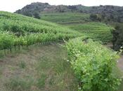 Martinet Cims Porrera. Pasado, presente futuro vinos calidad DOQ. Priorat