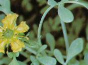 Plantas mágicas: ruda