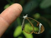 Mariposas alas transparentes