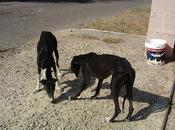 URGENTE!! Galgos estado lamentable. CÓRDOBA.