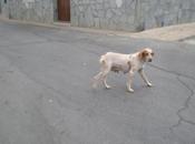 Bretona cachorro meses calle pueblo badajoz. llamado perrera cuestión días lleven.