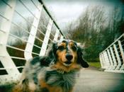 Parques playas para perros