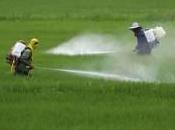 Pesticidas pueden tener efecto sobre embarazo feto