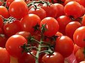 tomates Pachino