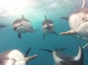 Increíble video delfines grabado pescadores