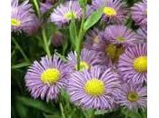 Erigeron