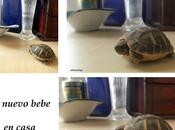 Mini tortuga
