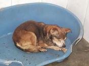 Abuelo dueño desaprensivo llevado alli para maten.