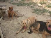 Indignante sacrificar perros sean adoptados (Huesca)