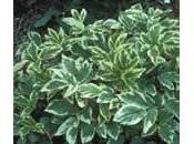 Angélica menor
