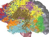 Neuroimagen (I): mirada interior cerebro