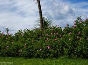 Colocando vallas flores cielo
