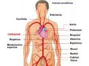 circulación sanguínea deficiente puede significar serios problemas salud