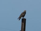 Ratoneros inexpertos