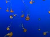 niños picaduras medusas
