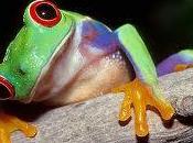 Ranas
