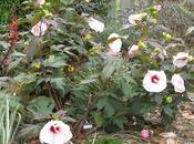 Cómo crecer Hibiscus Hardy Rose Mallow