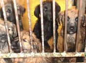 Cachorritos perrera Sevilla. URGENTE!!