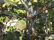 Cómo corregir árbol tronco dañado viento