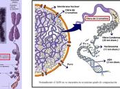 Síntesis bacteriano