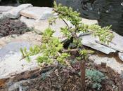 Taxodium distichum, enano calvo Cypress