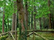 bosque encantado “Sombreros”