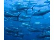 National Geographic rueda documental sobre pesca atún rojo