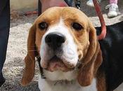 Yaco, precioso beagle adopción.