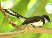 Birdwatching philippines-observando aves filipinas