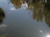 luna nueva bosque encantado