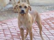 Miki, jovencito adopción Refugio Viento. (MURCIA)