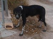 Perro enfermo abandonado Olocau Valencia. URGENTE!!!