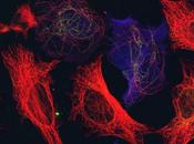 Estudian propiedades microtúbulos células, cuales basan muchos tratamientos antitumorales