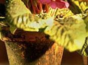 Métodos para envejecer macetas