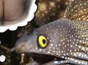 Popurrí noticias: anguilas ano, sincronización cisternas emergencias absurdas