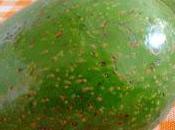 Elogio aguacate