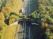 Breve aproximación atropellos fauna