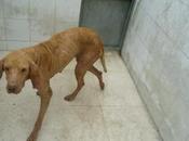 Necesita acogida urgente