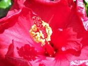 naturaleza salvaje natural