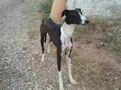 Kiwi, precioso galguito adopción. (zaragoza)