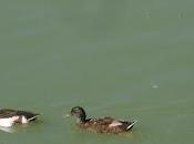 Parejas disfuncionales