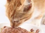 Comentario Receta comida casera (II) Para gatos Peluca