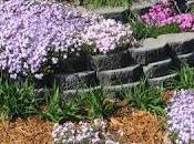 Alfombra Phlox, gran cubierta vegetal