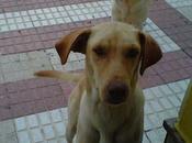 Perrito abandonado provincia Huelva urgente, para evitar lleve perrera.