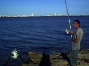 Pescando gaviotas