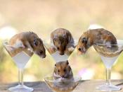 Hamsters