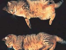 ¿Por gatos siempre caen pie?